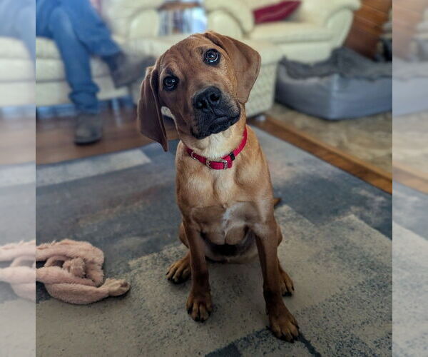 Medium Photo #24 Mutt Puppy For Sale in Vail, AZ, USA