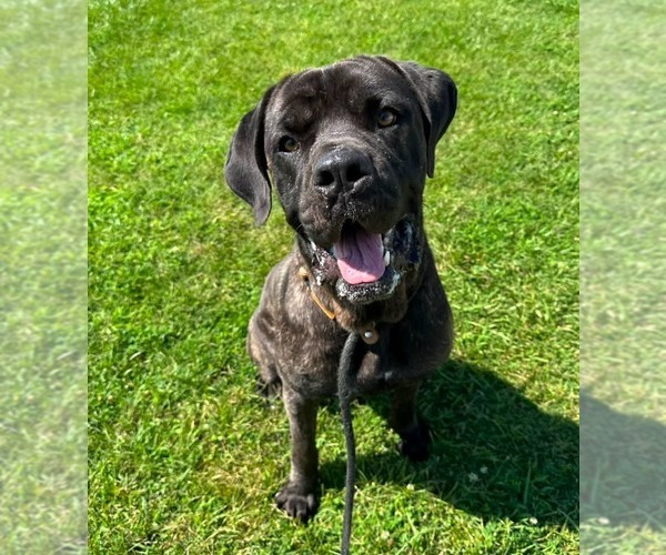 Medium Photo #3 Mutt Puppy For Sale in Evansville, IN, USA