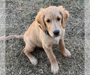 Golden Retriever Puppy for sale in SURPRISE, AZ, USA