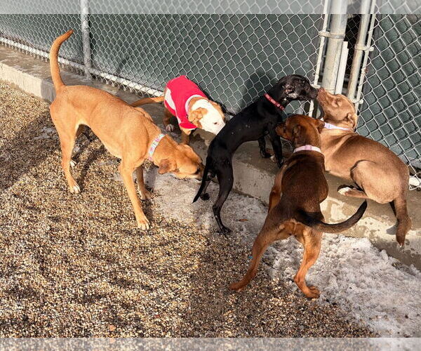 Medium Photo #4 Mutt Puppy For Sale in Jefferson, WI, USA