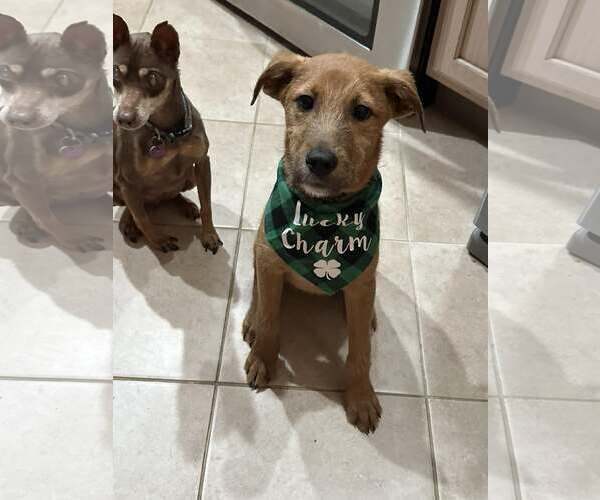 Medium Photo #5 Mutt Puppy For Sale in Woodbury, NY, USA
