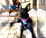 Small #2 Mutt