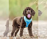Small #3 Cocker Spaniel