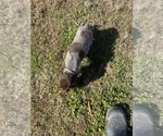 Small Photo #22 German Shorthaired Pointer Puppy For Sale in ELIZABETH CITY, NC, USA