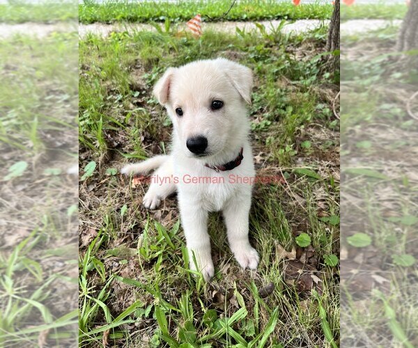 Medium Photo #5 German Shepherd Dog Puppy For Sale in PIEDMONT, MO, USA