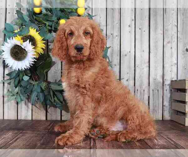 Medium Photo #1 Goldendoodle Puppy For Sale in MOUNT VERNON, OH, USA