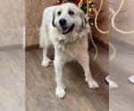Small Photo #9 Great Pyrenees Puppy For Sale in Croydon, NH, USA