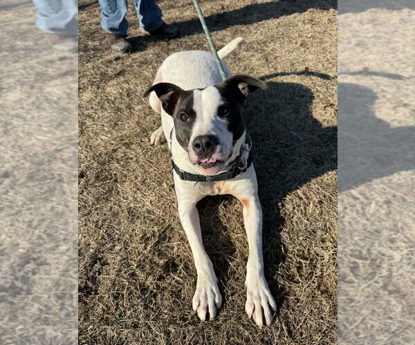 Medium Photo #8 Pointer-Unknown Mix Puppy For Sale in Elmsford, NY, USA