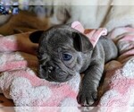 Small Photo #6 French Bulldog Puppy For Sale in ELM GROVE, WI, USA