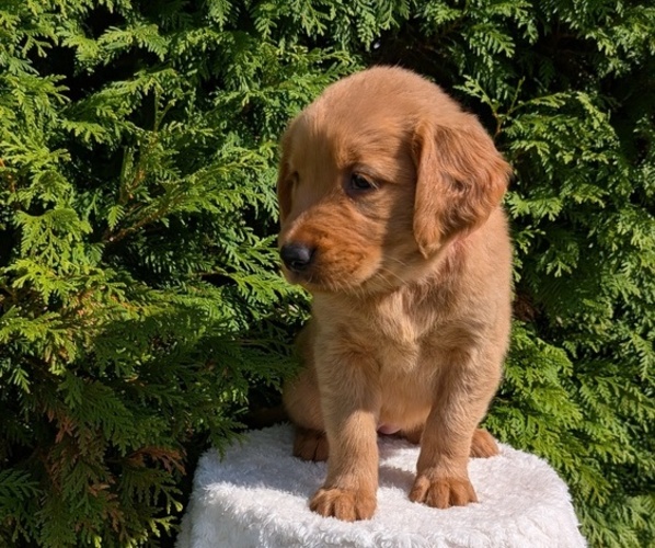 Medium Photo #3 Golden Retriever Puppy For Sale in GOSHEN, IN, USA
