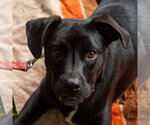 Small #26 Labrador Retriever Mix