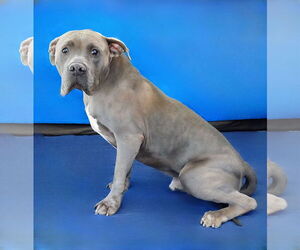 American Pit Bull Terrier-Unknown Mix Dogs for adoption in Pasadena, CA, USA