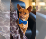 Small Photo #2 Chipin Puppy For Sale in Phoenix, AZ, USA