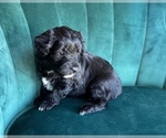 Small Photo #5 Aussiedoodle Miniature  Puppy For Sale in PURDON, TX, USA