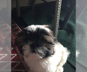 Shih Tzu Puppy for sale in YOUNGSTOWN, OH, USA