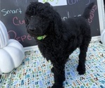 Puppy Green Poodle (Standard)