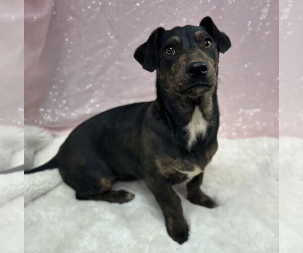 Medium Photo #1 Mutt Puppy For Sale in Clarkesville, GA, USA