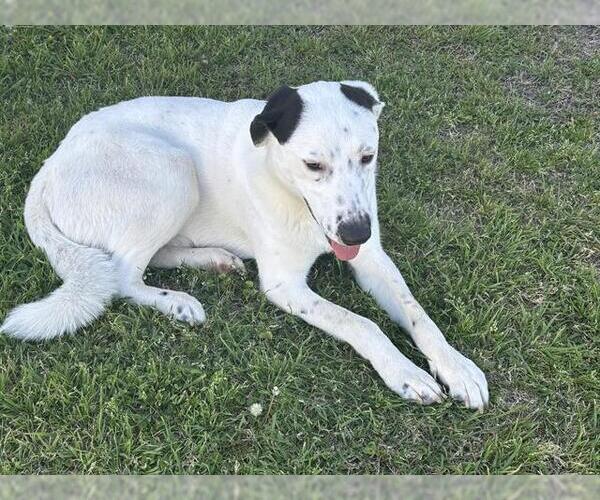 Medium Photo #1 Pointer-Unknown Mix Puppy For Sale in Grand Prairie, TX, USA