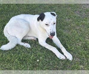 Pointer-Unknown Mix Dogs for adoption in Grand Prairie, TX, USA