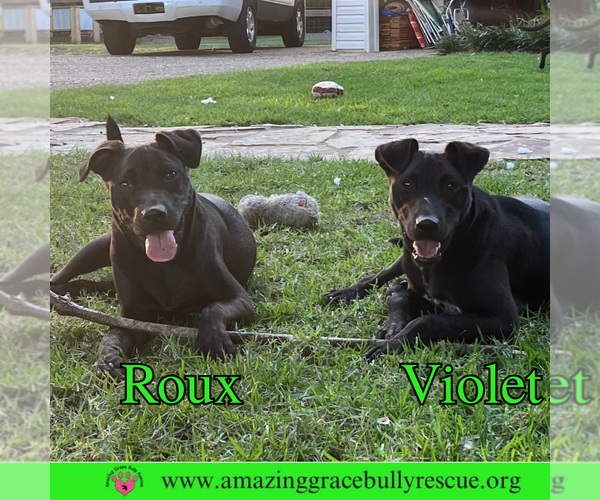 Medium Photo #2 Mutt Puppy For Sale in Pensacola, FL, USA