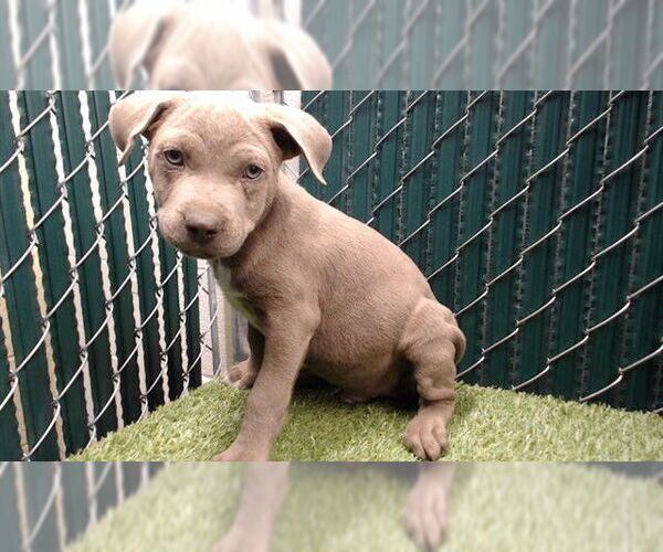 Medium Photo #1 Mutt Puppy For Sale in Downey, CA, USA