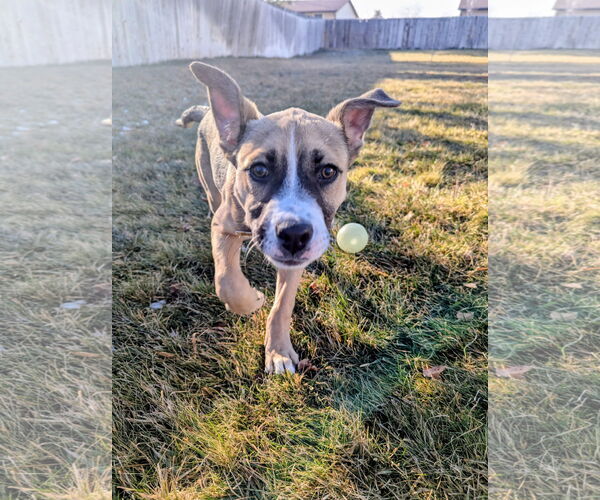Medium Photo #5 Mutt Puppy For Sale in Sandy, UT, USA