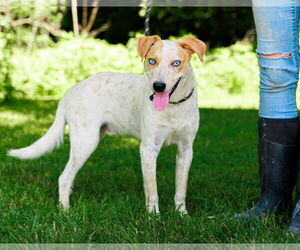 Red Heeler-Unknown Mix Dogs for adoption in Sparta, TN, USA