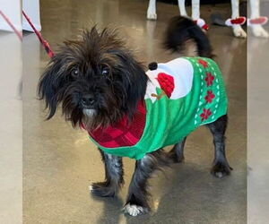 Shih Tzu-Unknown Mix Dogs for adoption in Claremore, OK, USA