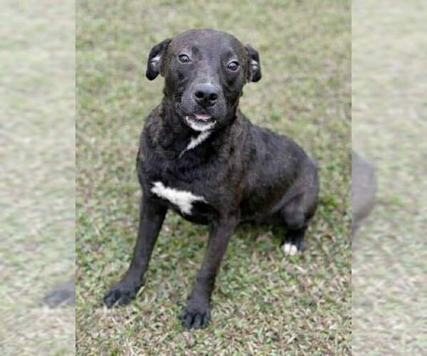 Medium Photo #1 Staffordshire Bull Terrier-Unknown Mix Puppy For Sale in Westwood, NJ, USA