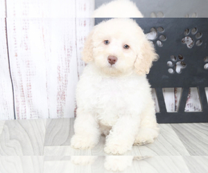 Poodle (Miniature) Puppy for sale in MARIETTA, GA, USA