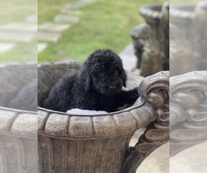 Goldendoodle Puppy for sale in TAMPA, FL, USA