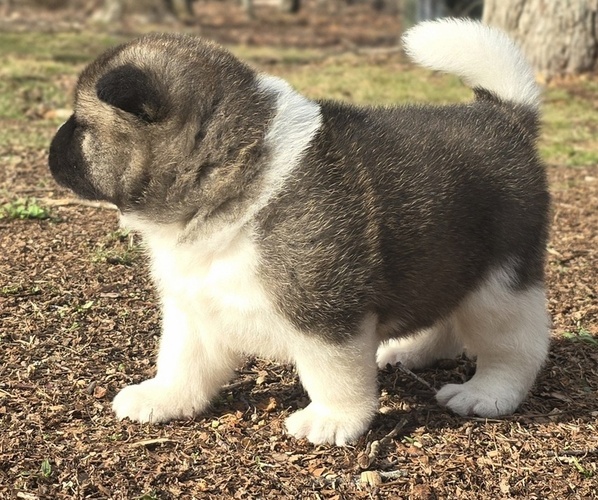 Medium Photo #33 Akita Puppy For Sale in STRAFFORD, MO, USA
