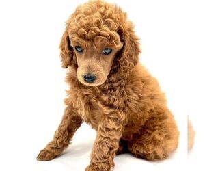 Poodle (Miniature) Puppy for Sale in KEIZER, Oregon USA