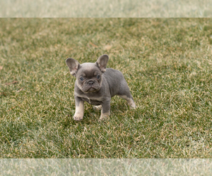 French Bulldog Puppy for sale in NAPPANEE, IN, USA