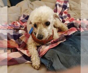 Poodle (Toy) Dogs for adoption in Rootstown, OH, USA