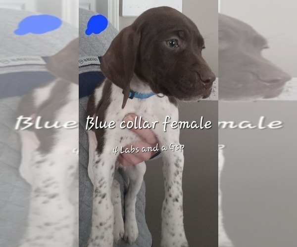 Medium Photo #1 German Shorthaired Pointer Puppy For Sale in RICHMOND, MO, USA