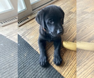 Medium Labrador Retriever