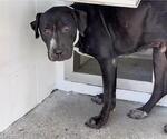 A662854 - Female Mutt Dog for Adoption - Small photo