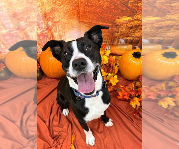 Medium Photo #13 Collie-Labrador Retriever Mix Puppy For Sale in Bryant, AR, USA