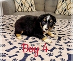 Small Photo #53 Australian Shepherd Puppy For Sale in SALISBURY, NC, USA