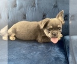 Small #18 French Bulldog