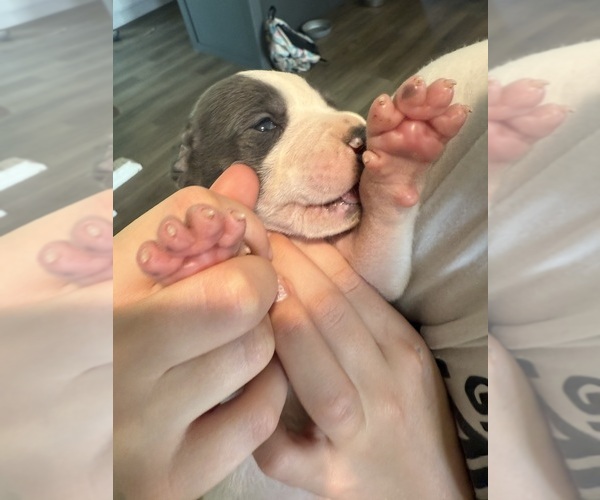 Medium Photo #32 Great Dane Puppy For Sale in HALLETTSVILLE, TX, USA