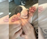 Small Photo #32 Great Dane Puppy For Sale in HALLETTSVILLE, TX, USA