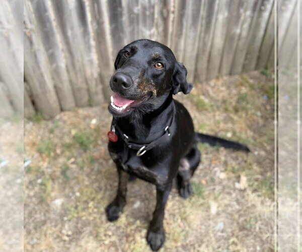 Medium Photo #1 Mutt Puppy For Sale in Wakefield, RI, USA