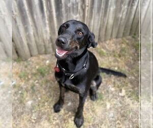 Mutt Dogs for adoption in Wakefield, RI, USA