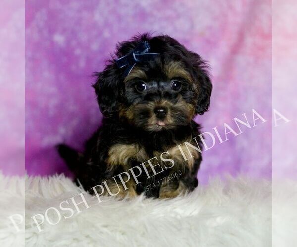 Medium Photo #6 Morkie Puppy For Sale in WARSAW, IN, USA