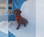 Small Photo #15 Poodle (Standard) Puppy For Sale in LOWELL, AR, USA
