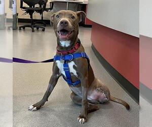 American Pit Bull Terrier Dogs for adoption in Boston, MA, USA