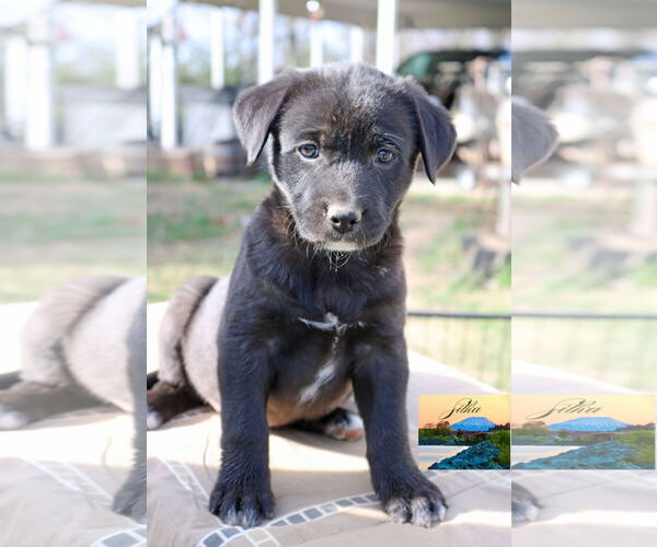 Medium Photo #17 Borador Puppy For Sale in Wakefield, RI, USA
