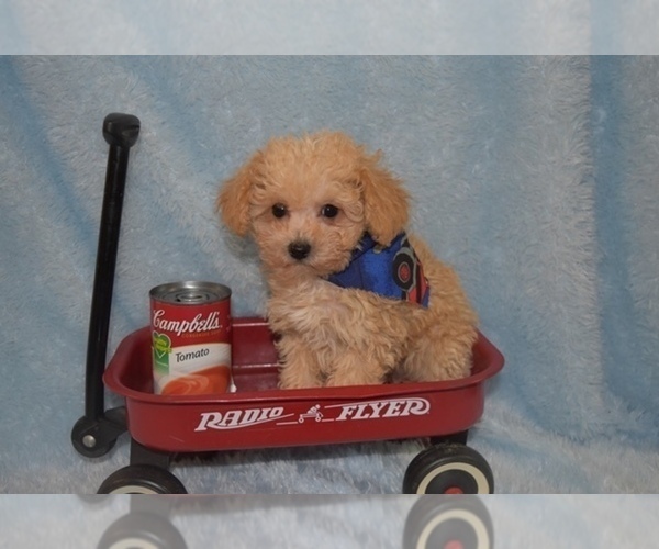 Medium Photo #10 Maltipoo Puppy For Sale in SANGER, TX, USA
